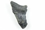 Partial, Fossil Megalodon Tooth - Serrated Blade #170605-1